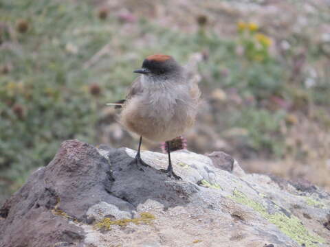 Image of Cinnamon-bellied Ground Tyrant