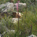 Image of Watsonia marlothii L. Bolus