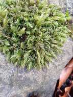 Image of horn calcareous moss