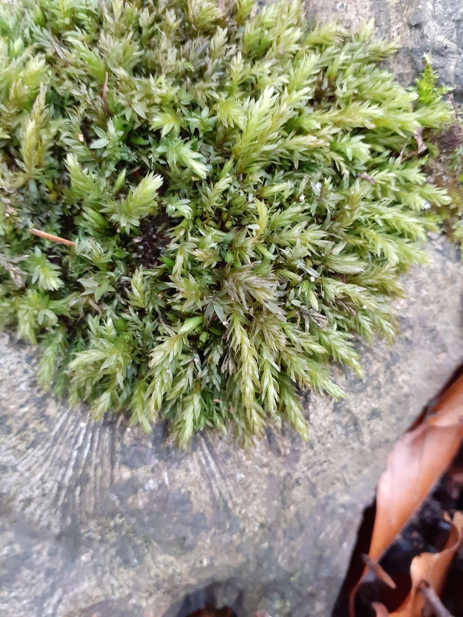 Image of horn calcareous moss