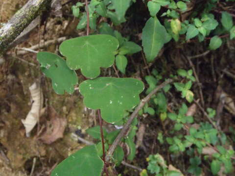 Image of Tropaeolum emarginatum Turcz.