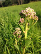 Image of groovestem Indian plantain