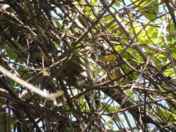 Image of Rufous-winged Antwren