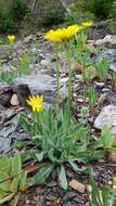 Agoseris glauca var. dasycephala (Torr. & A. Gray) Jepson resmi