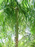 Image of Assai palm