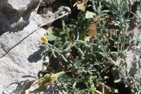 صورة Linaria supina (L.) Chaz.