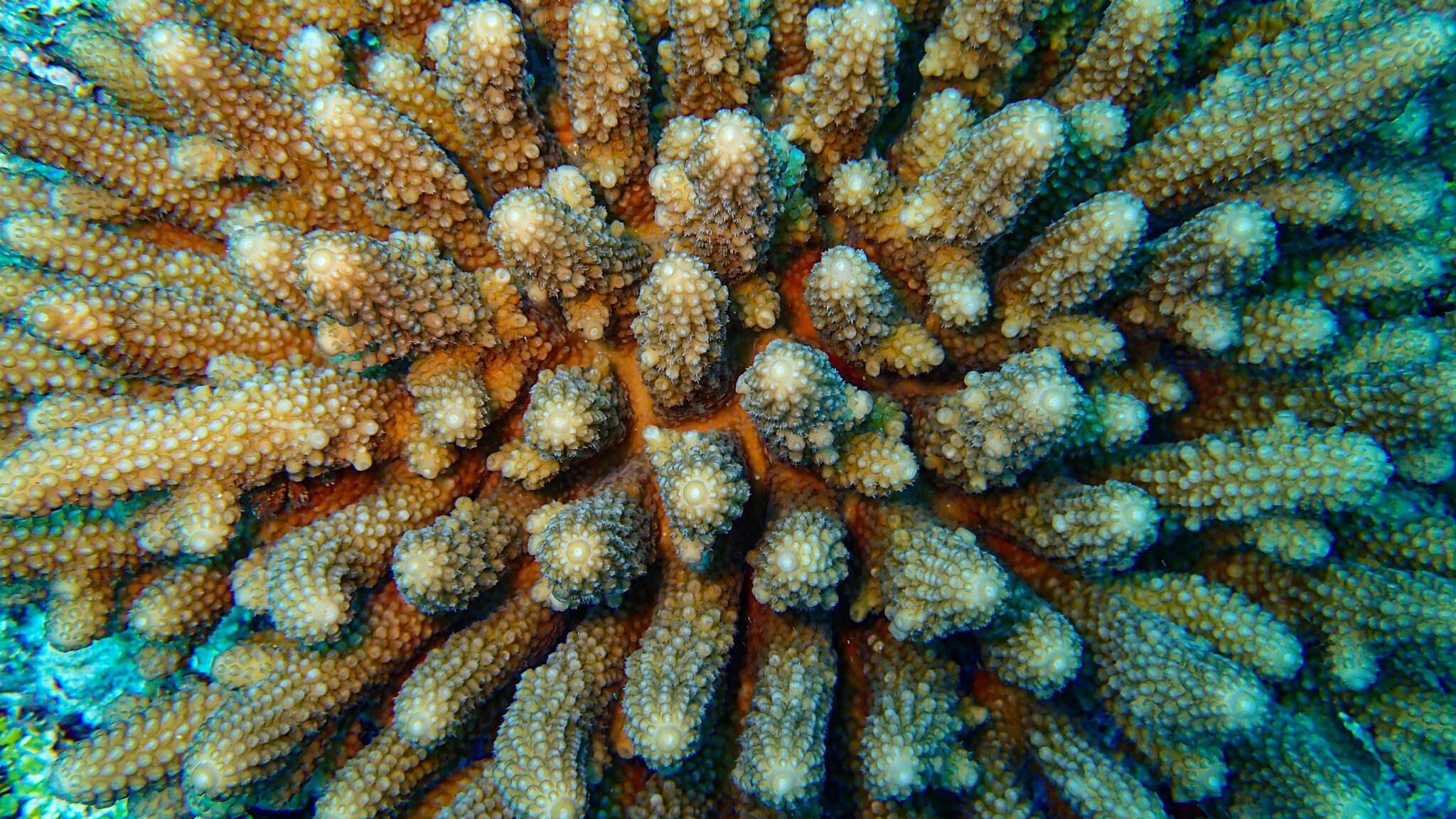 Image of Staghorn coral