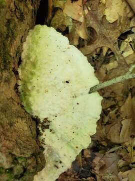 Image de Polypore fissile