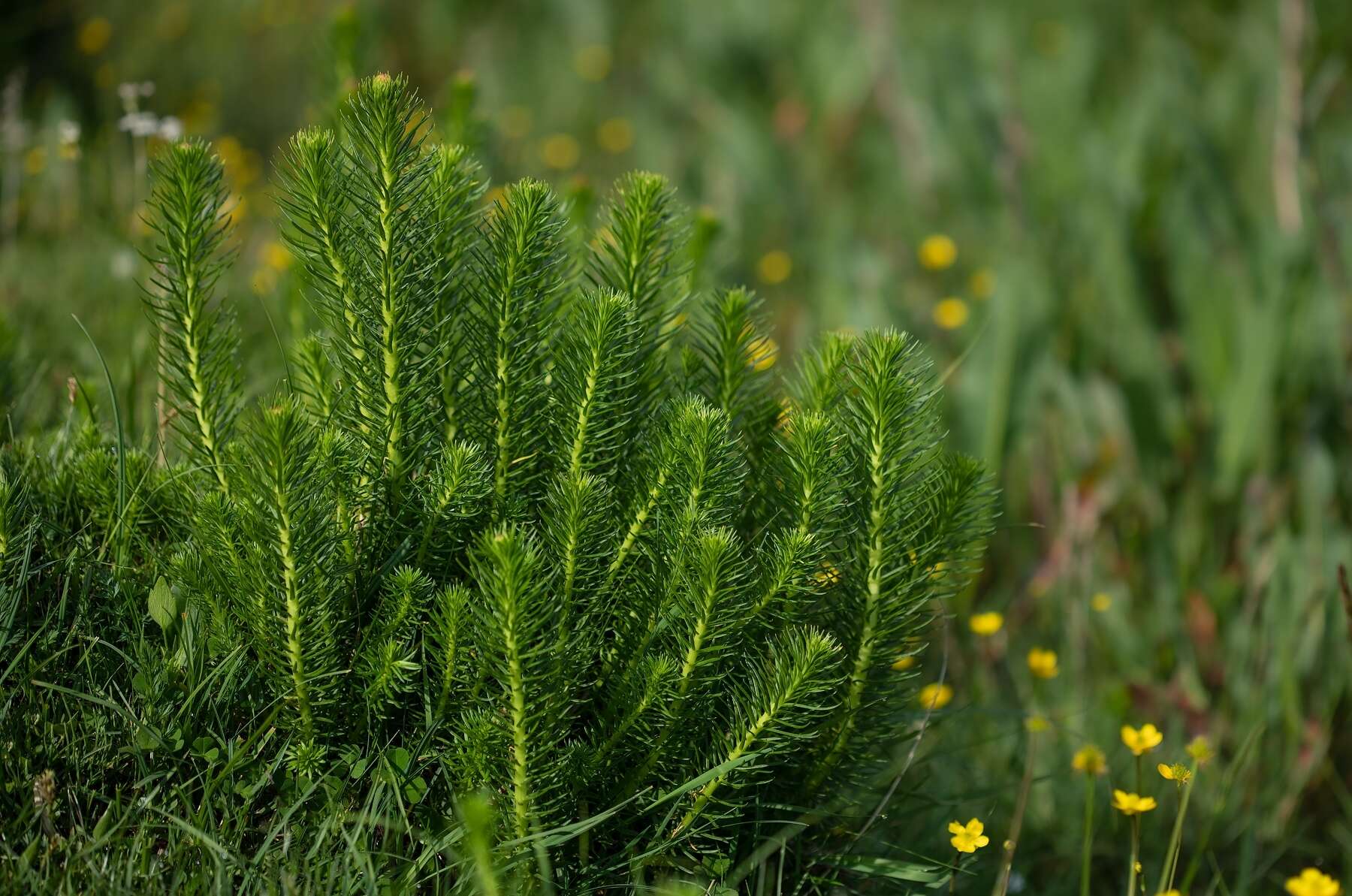 Imagem de Rhodiola semenovii (Regel & Herd.) Boriss.