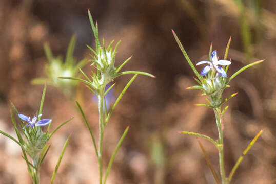 Image of lavender woollystar