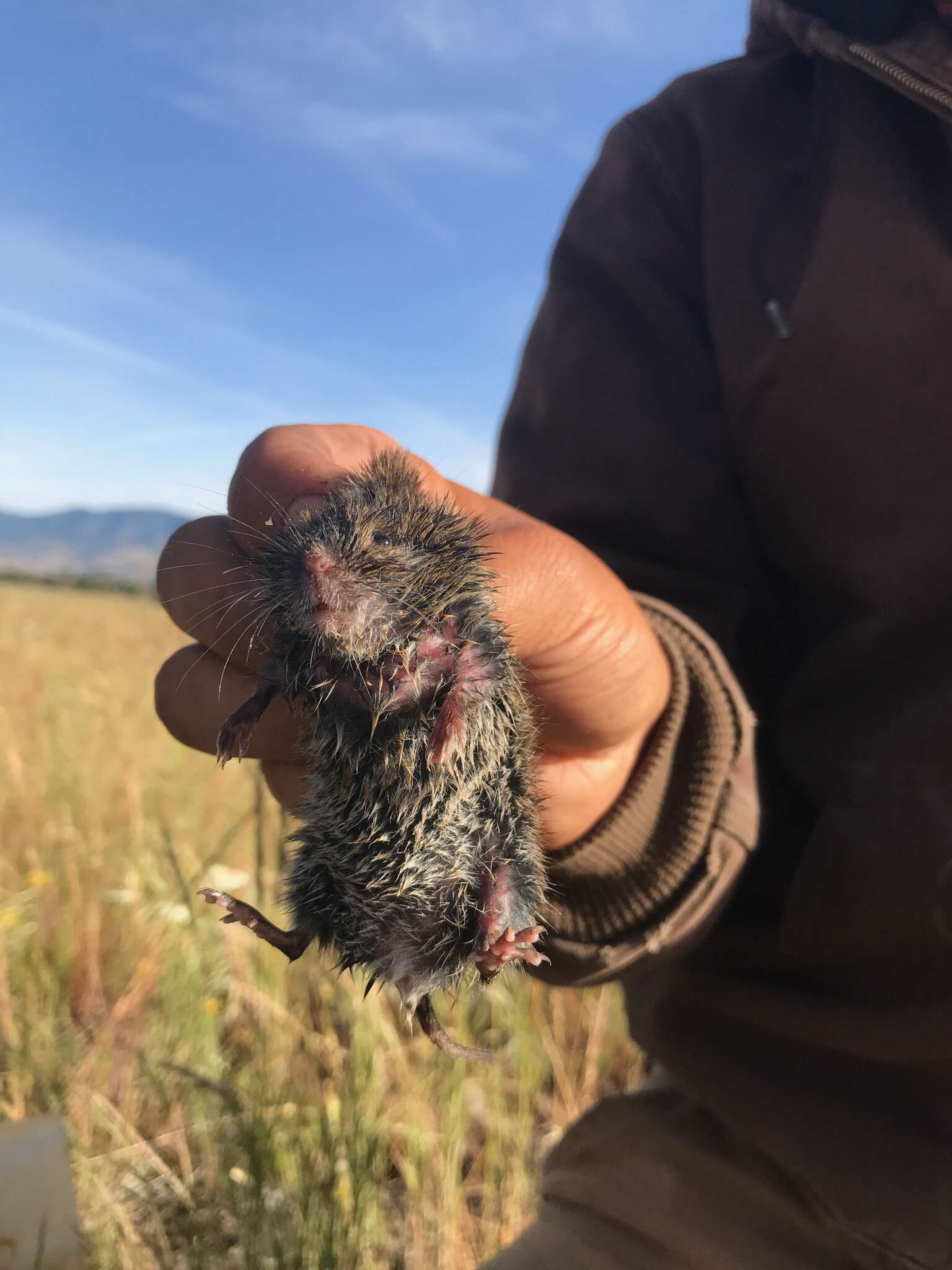 Image of montane vole