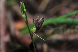 Image of Bonnet orchid