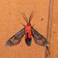 Слика од Cosmosoma myrodora Dyar 1907