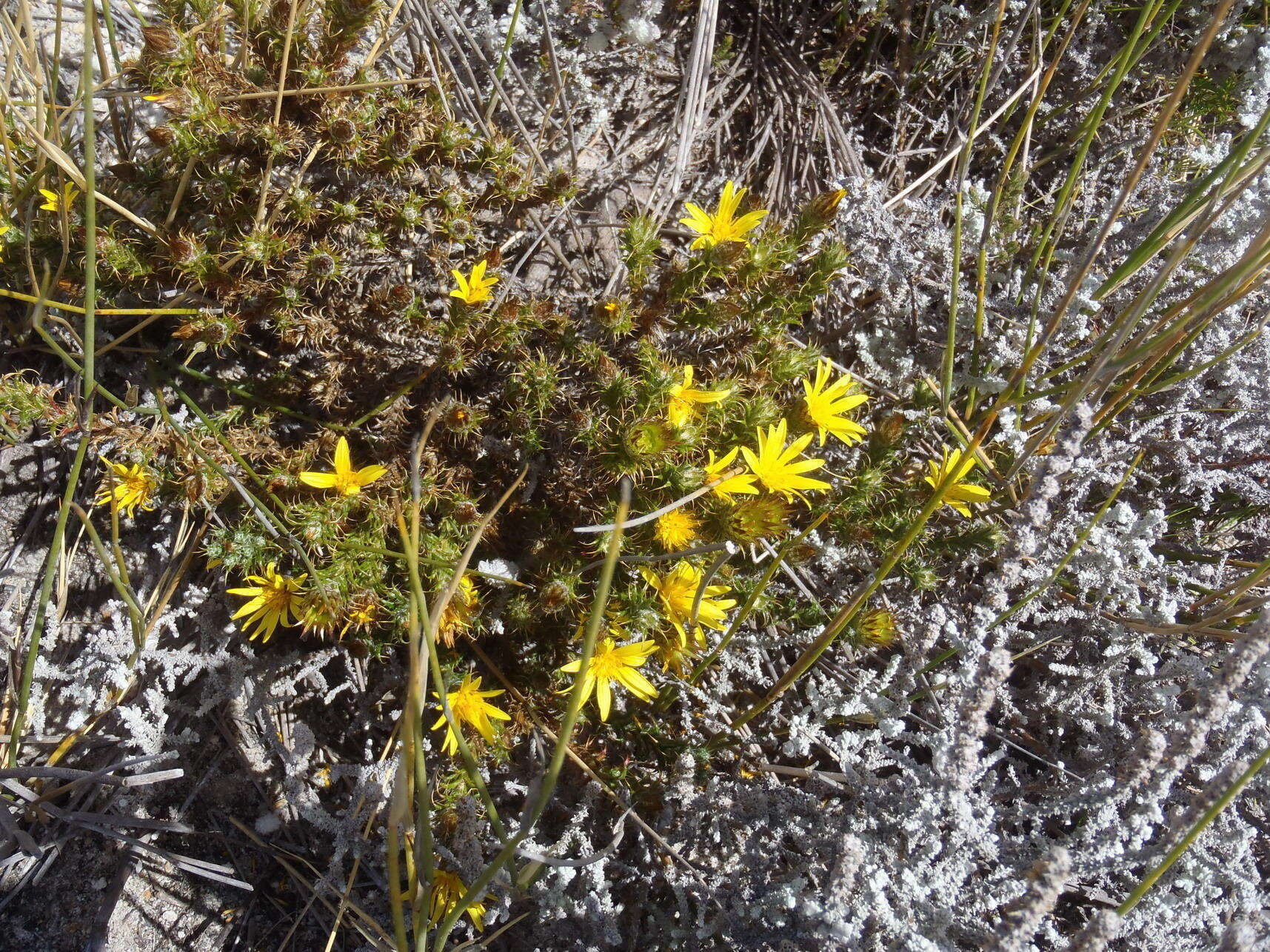 Image of Cullumia bisulca (Thunb.) Less.