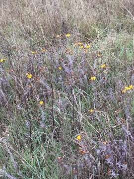 Image of sessileflower false goldenaster