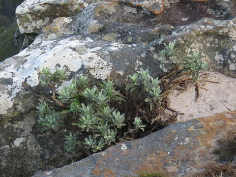 Image of Euryops pectinatus subsp. pectinatus