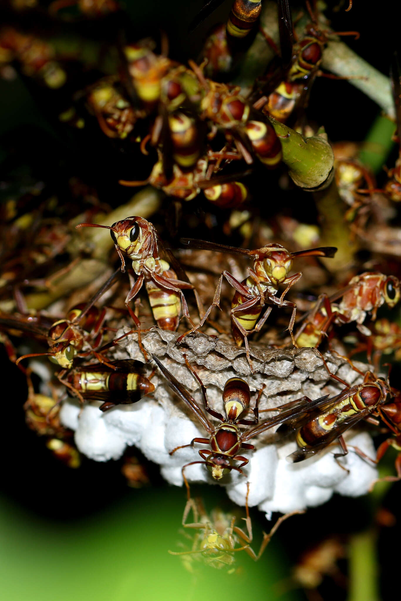 Image of Polistes stigma tamula (Fabricius 1798)