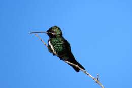 Image of Stripe-breasted Starthroat