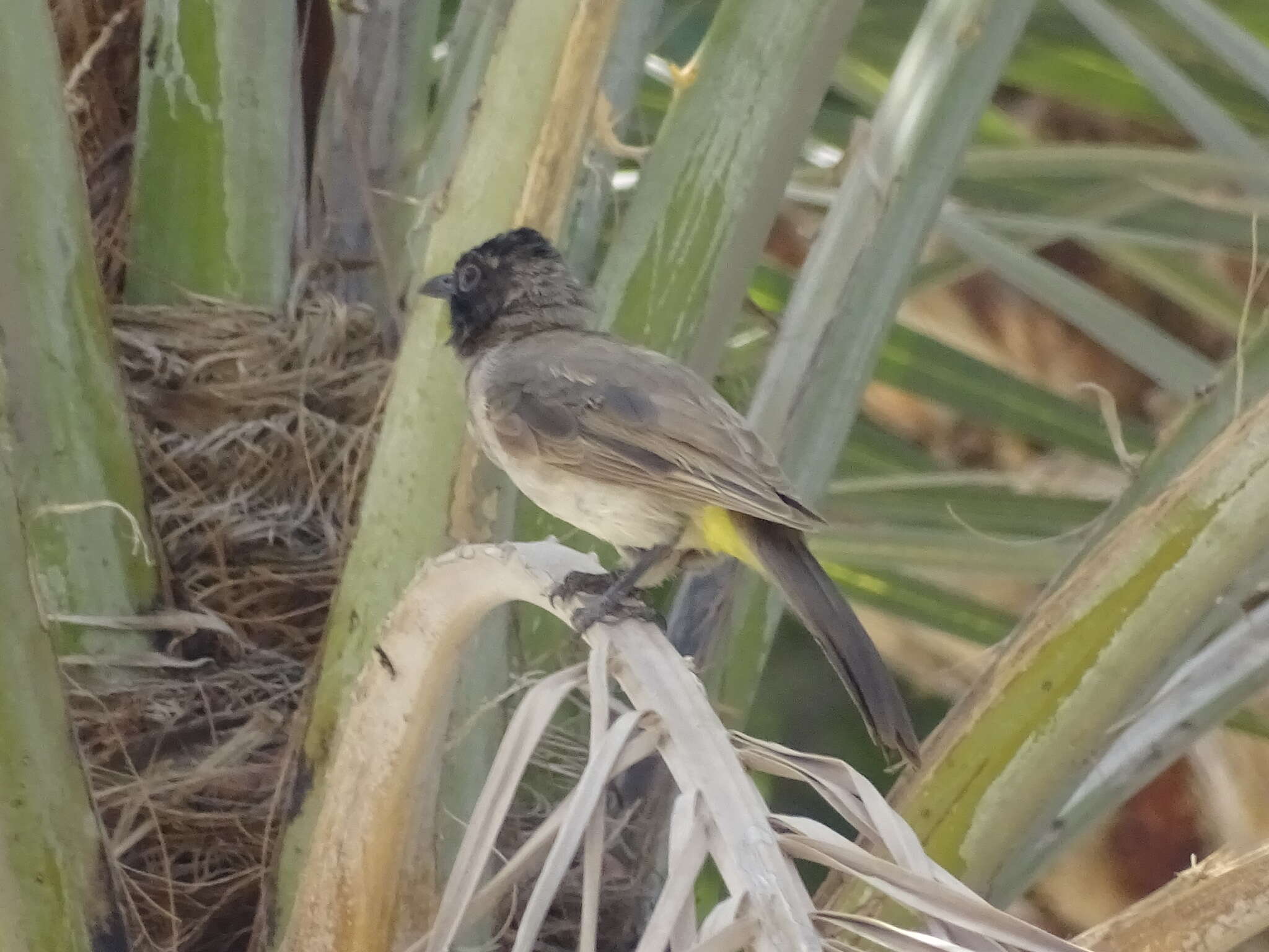 Image of White-eyed Bulbul