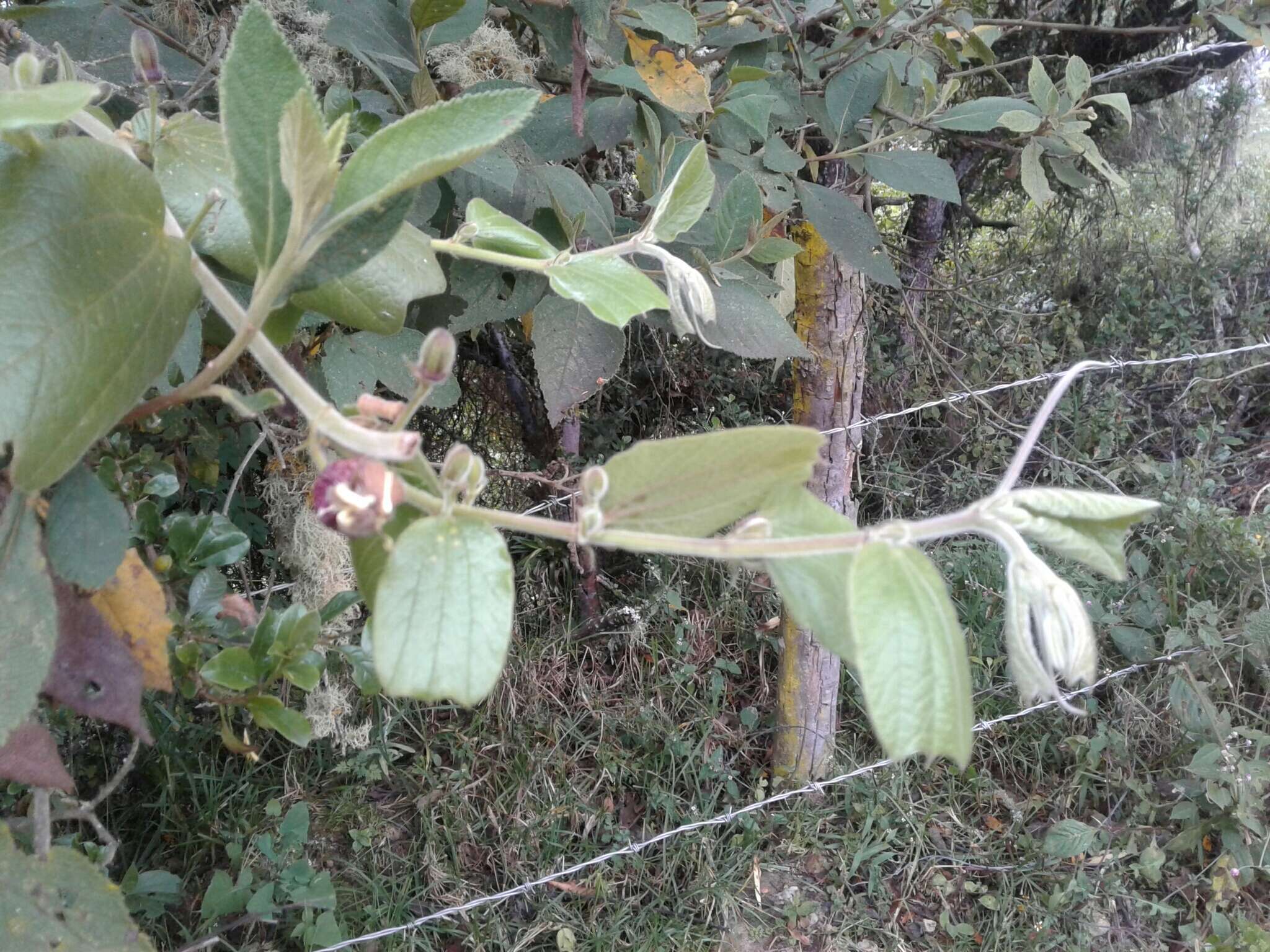 Imagem de Passiflora bogotensis Benth.