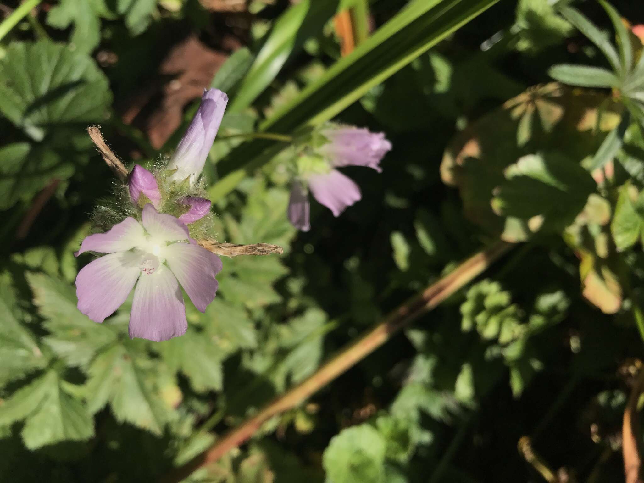 Image de Sidalcea calycosa subsp. rhizomata (Jeps.) S. R. Hill