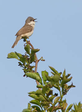 Image of Lesser Whitethroat