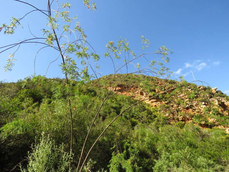 Imagem de Calpurnia villosa Harv.