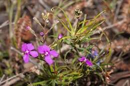 Image of Stylidium scandens R. Br.