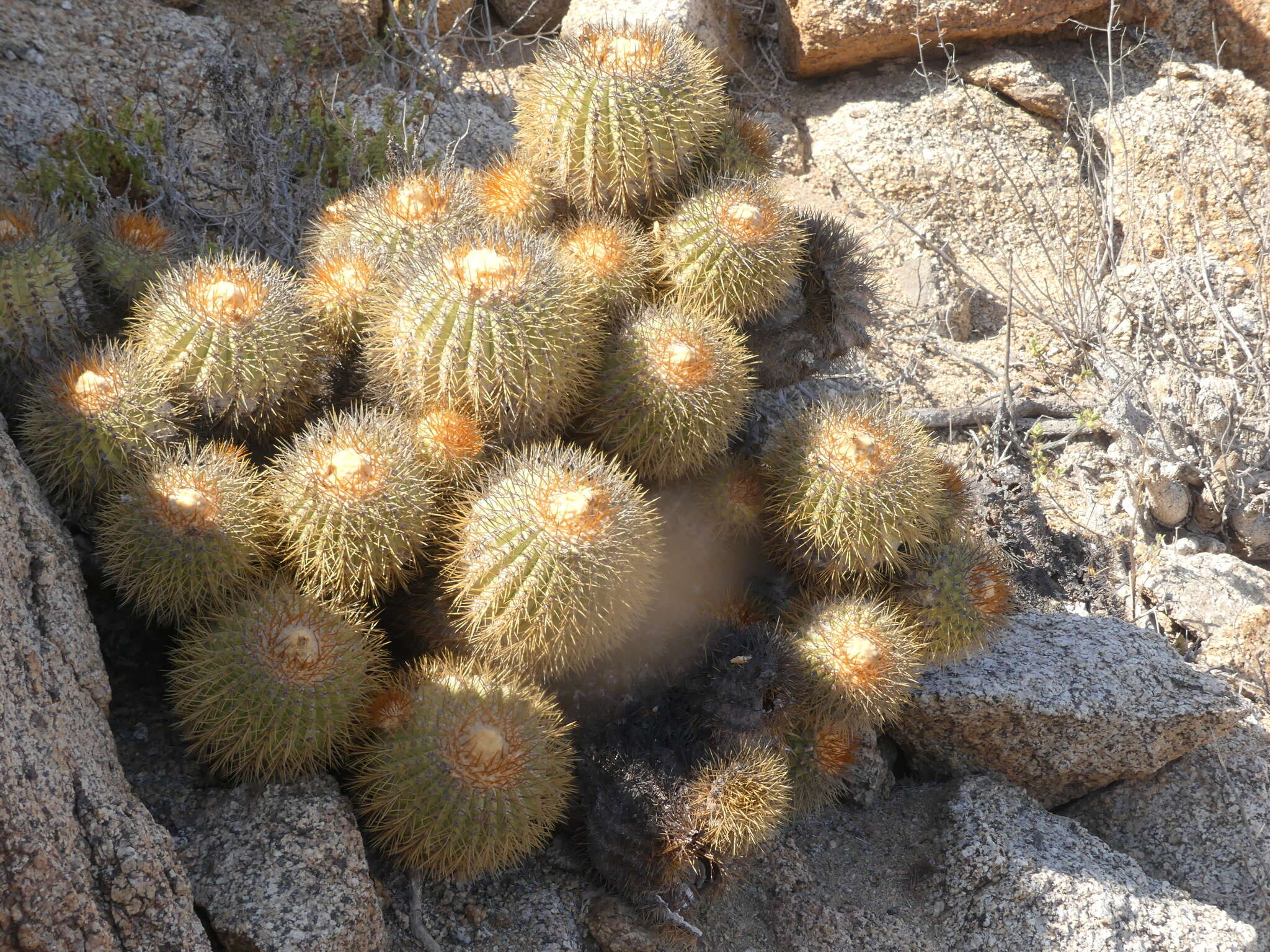 Image of Copiapoa longistaminea F. Ritter