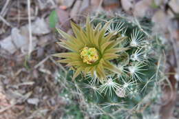 Image of Escobaria missouriensis var. similis (Engelm.) N. P. Taylor