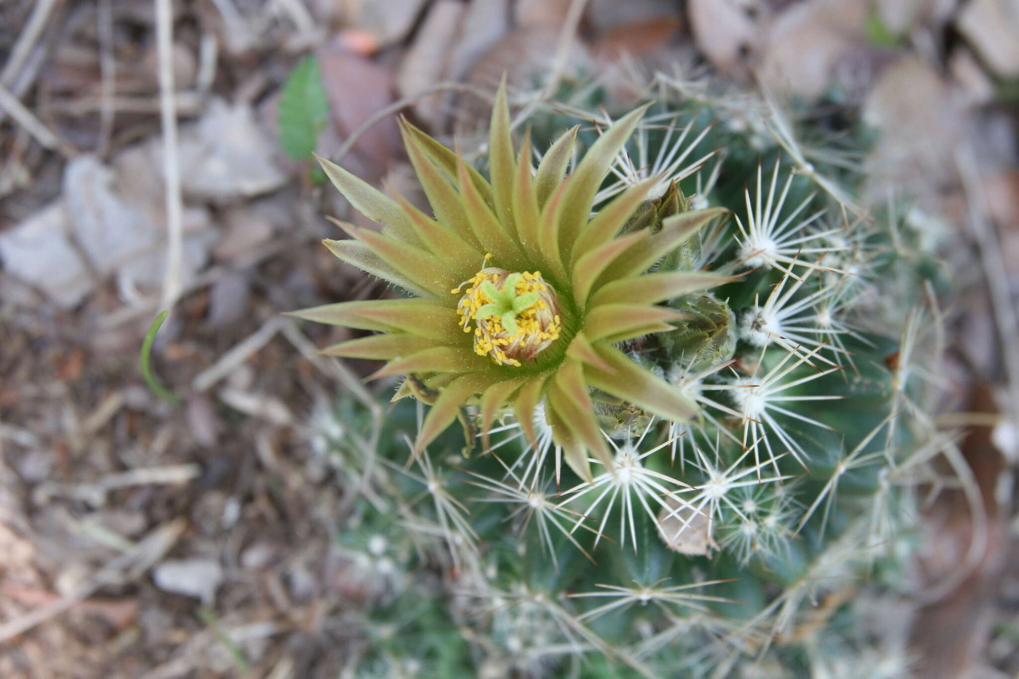 Image of Escobaria missouriensis var. similis (Engelm.) N. P. Taylor