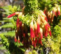 Image of Erica coccinea subsp. coccinea