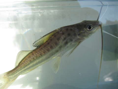 Image of Pimelodus pintado Azpelicueta, Lundberg & Loureiro 2008