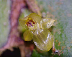 Image of Pleurothallis epiglottis Luer