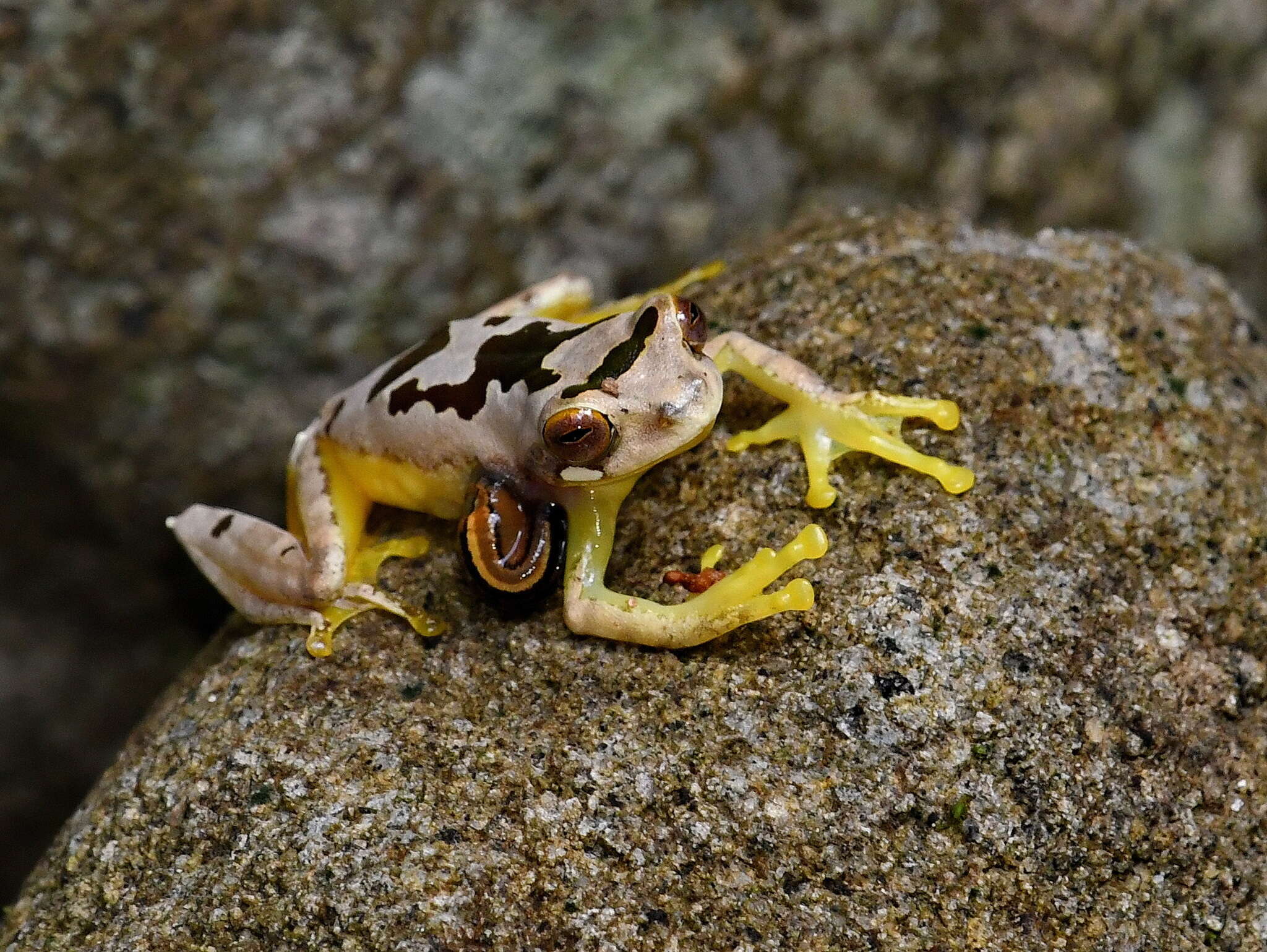 Image of Leptomantis bimaculatus Peters 1867