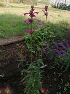 Image of Agastache mexicana (Kunth) Lint & Epling