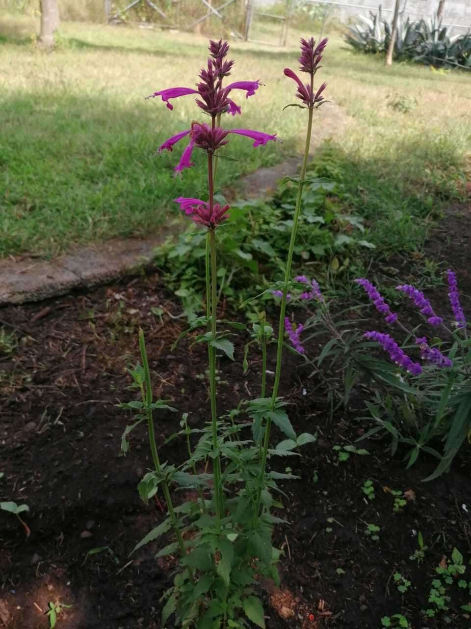 Image of Agastache mexicana (Kunth) Lint & Epling