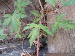 Image of Siberian geranium