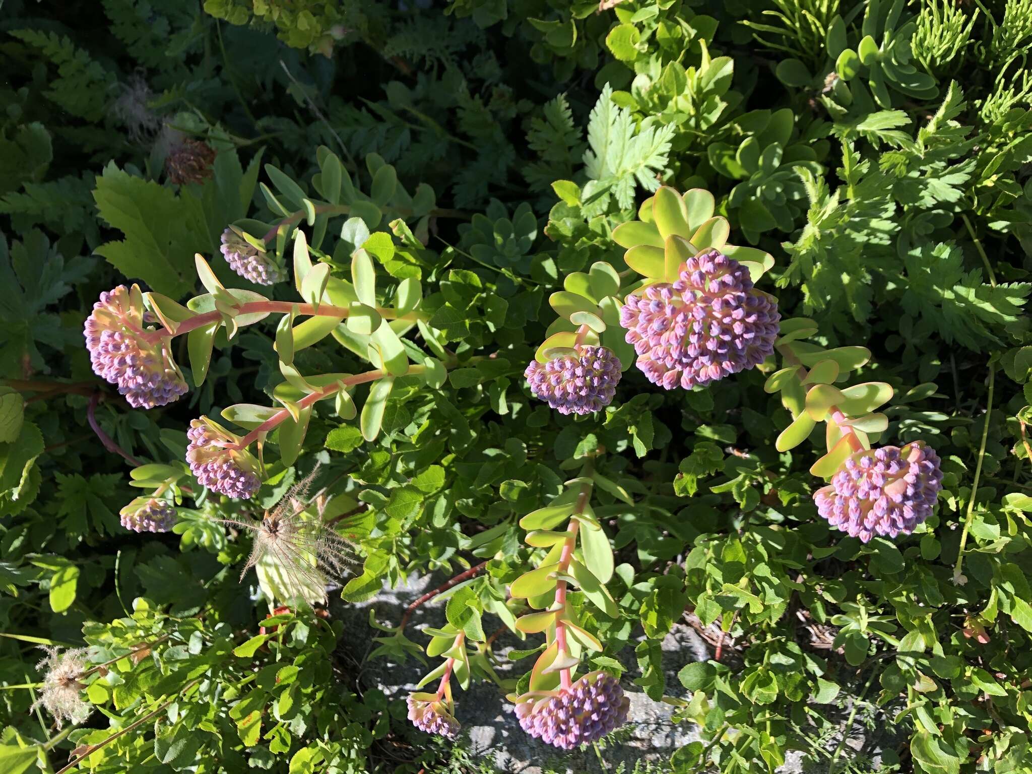 Image of Hylotelephium anacampseros (L.) H. Ohba