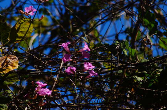 Image of Fridericia patellifera (Schltdl.) L. G. Lohmann