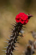 Image of Christ plant