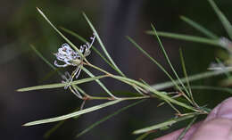 Image of Grevillea neurophylla Gand.