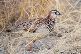 Image of Crested Francolin