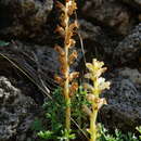 Plancia ëd Orobanche iammonensis A. Pujadas & P. Fraga