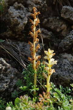 Imagem de Orobanche iammonensis A. Pujadas & P. Fraga