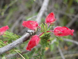 Image of Erica oatesii var. oatesii