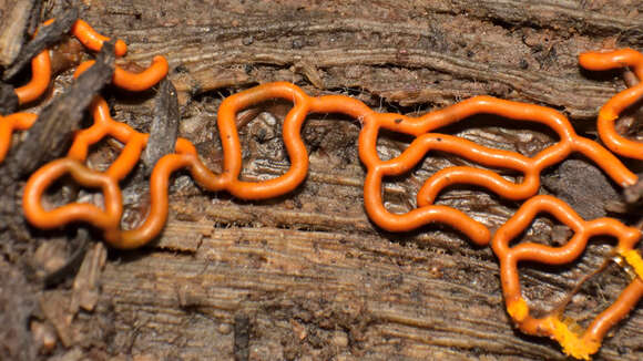 Image of Pretzel slime mold