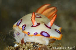 Image of Hypselodoris dollfusi (Pruvot-Fol 1933)