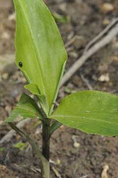 Image of Black Locust Treehopper