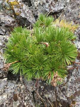 Image of Aciphylla congesta Cheeseman